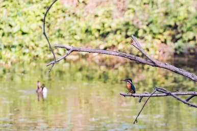 A kingfisher perched on a bare branch above still water