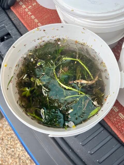 Invertebrate survey