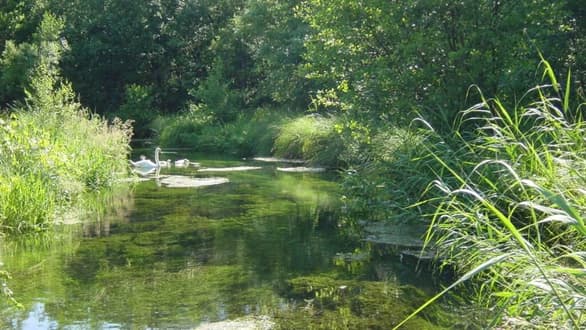 A pair of swans on the River Whitewater between reed-fringed banks